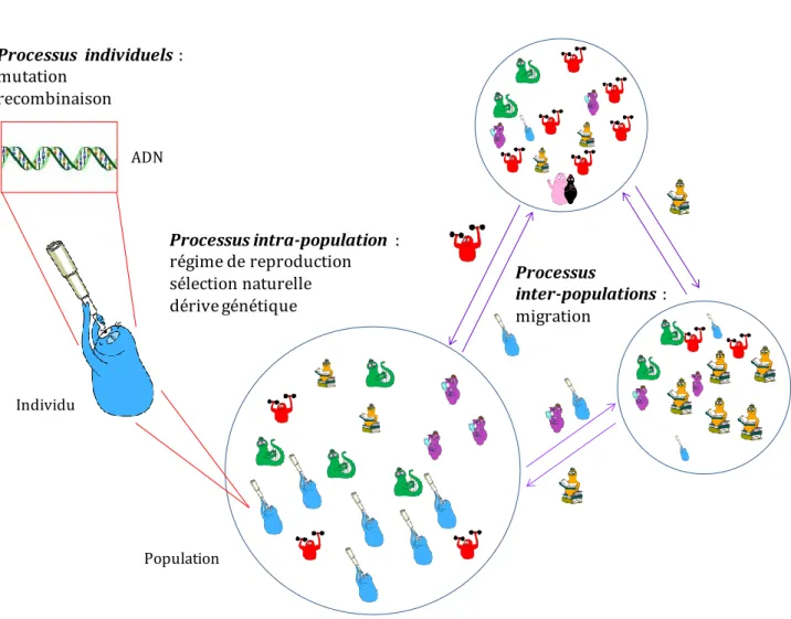 Figure  1  : Processus évolutifs modelant la structure génétique des populations. L’environnement des  populations influe sur tous les niveaux de processus