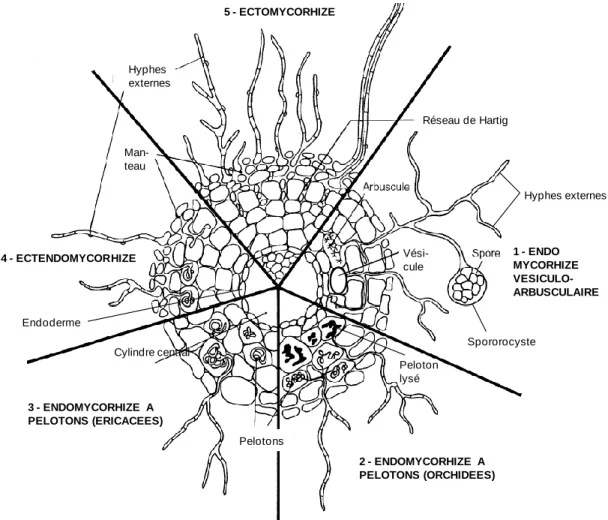 Figure 2 : Anatomie des différents types morphologiques de mycorhizes (Selosse et Le Tacon 1998) 