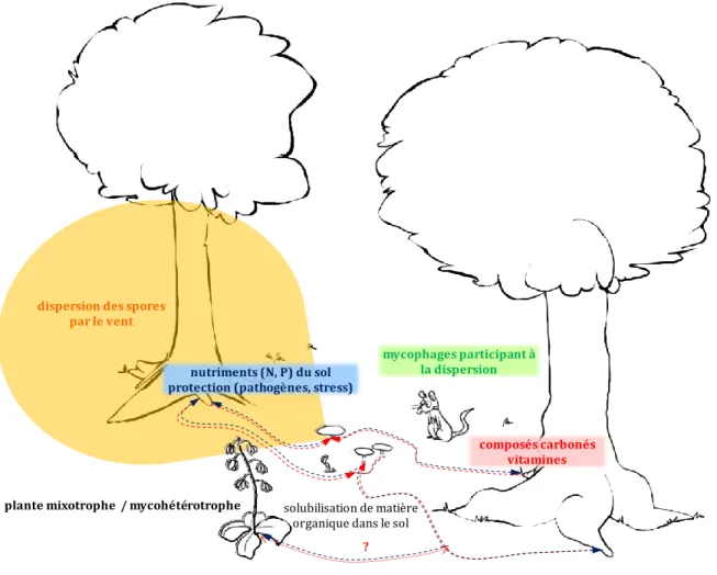 Figure  4  : Interactions des champignons ectomycorhiziens dans l’écosystème forestier