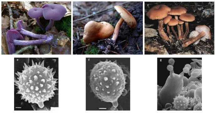 Figure  6  :  Macro-  et  micro-morphologie  d’espèces  communes  de  Laccaria  spp.  Les  principaux  caractères systématiques sont (i) la présence de pigments violets sur le stipe, le chapeau, les lamelles et  le  mycélium,  (ii)  le  nombre  de  stérigm