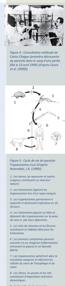 Figure 4 : Consultation médicale de  Carlos Chagas (première découverte  du parasite dans le sang d’une petite  fille le 23 avril 1909) (d’après Coura  et al. (2000)).     Figure 5 : Cycle de vie du parasite  Trypanosoma cruzi (d’après  Rozendaal, J.A. (19