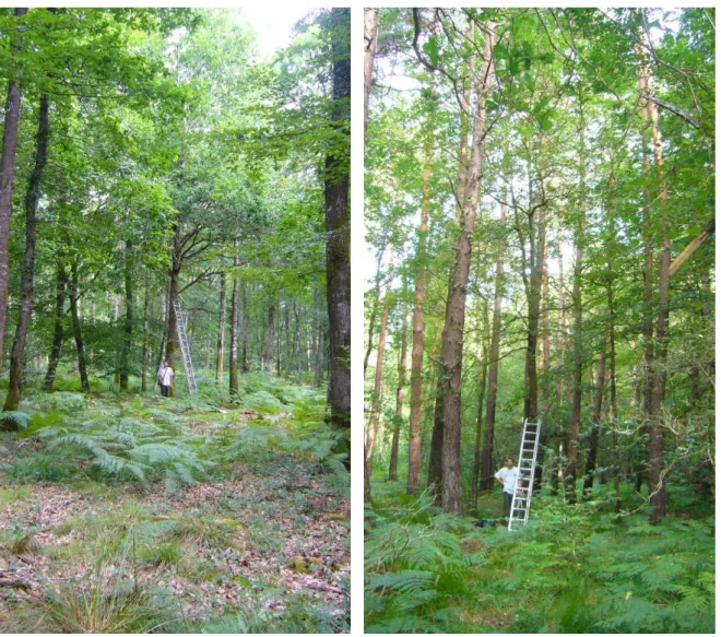 Figure  4.  Photos  représentant  à  gauche,  un  arbre  peu  isolé  phylogénétiquement,  et,  à  droite,  un  arbre fortement isolé phylogénétiquement
