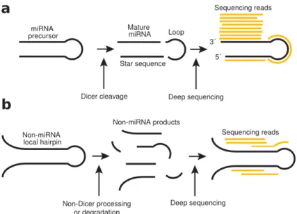 Fig. 2.3  Les diérences de séquençage et d'alignement de séquence attendues entre des tige-boucles qui sont des pré-microARN (A) et des tige-boucles qui ne sont pas des pré-microARN (B)