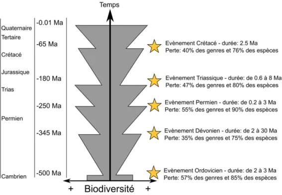 Figure 1. Illustrat ion des cinq crises d’extinction au cours des temp s  géologiques (modifié de Barnosky et al., 2011)