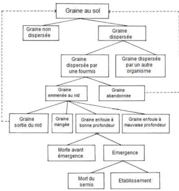 Figure 9. Diagramme décrivant les destins hypothétiques des graines adaptées  à la dispersion par les fourmis (modifié de Hughes et Westoby, 1992a) 