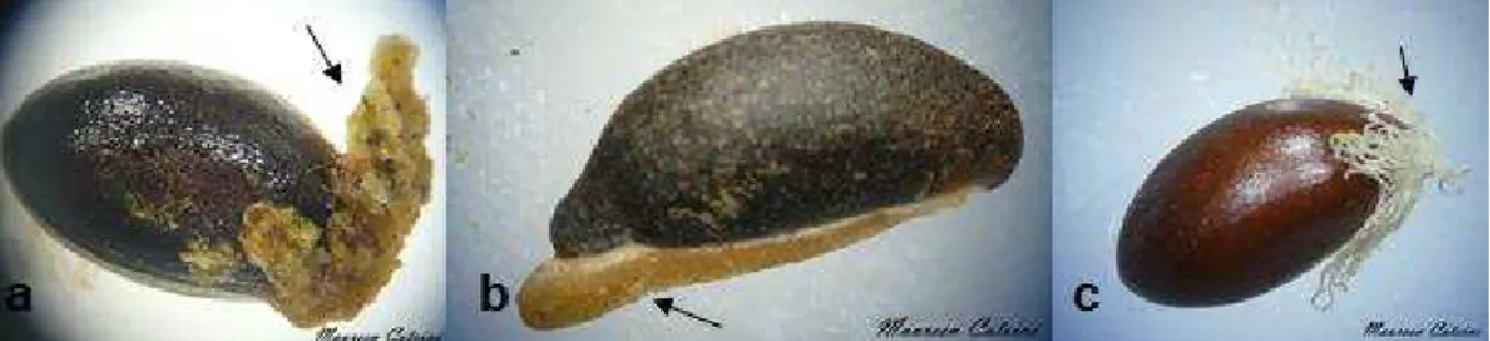 Figure 15. Exemples de graines d'espèces myrmécochores endémiques de  Nouvelle-Calédonie: graines de a