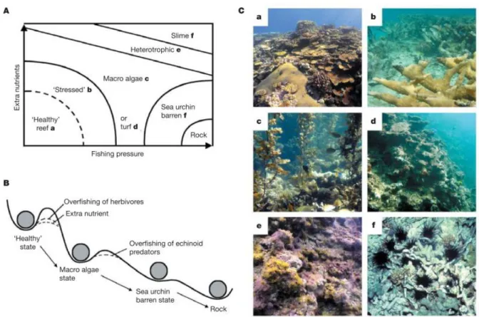 Fig.  1.1  Etats  alternatifs  des  écosystèmes  coralliens.  A)  Modèle  conceptuel  des  transitions  d'état  basé sur des preuves empiriques d'eutrophisation et d'augmentation de la pression de pêche