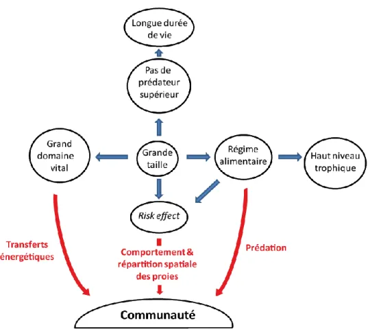 Fig.  1.4  Schéma  conceptuel  des  caractéristiques  des  prédateurs  apicaux  et  leurs  impacts  sur  la  communauté
