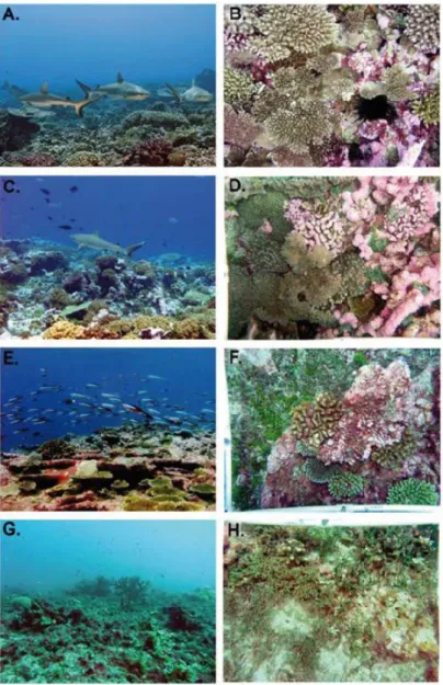 Fig. 1.6 Aspect général des habitats de récifs externes (colonne gauche) et photos représentatives  du  substrat  à  0.5-2m  (colonne  de  droite)  à  l'atoll  de  Kingman  (A-B)  dominé  par  les  prédateurs  apicaux, Palmyra (C-D) ou les prédateurs sont 