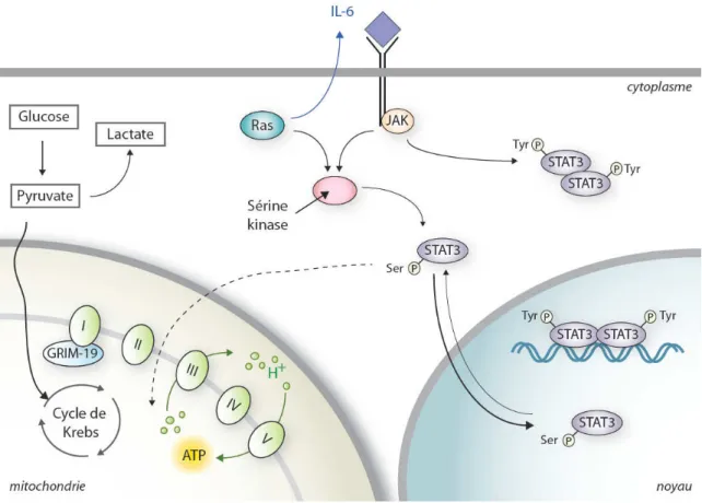 Figure  13|  Représentation  de  la  signalisation  de  STAT3.  STAT3  est  continuellement  importé et exporté du noyau indépendamment de son état de phosphorylation