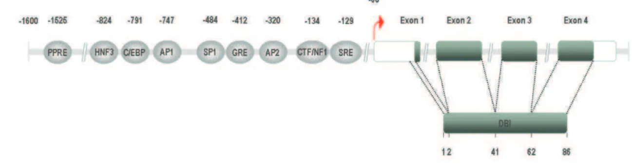 Figure  1 :  Représentation  schématique  de  la  structure  du  gène  codant  le  DBI  chez  le  rat