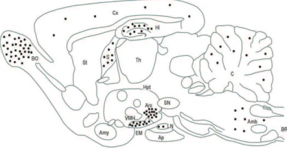 Figure 4 : Représentation schématique d’une section parasagitale d’un cerveau de rat indiquant  la distribution cellulaire des EZ
