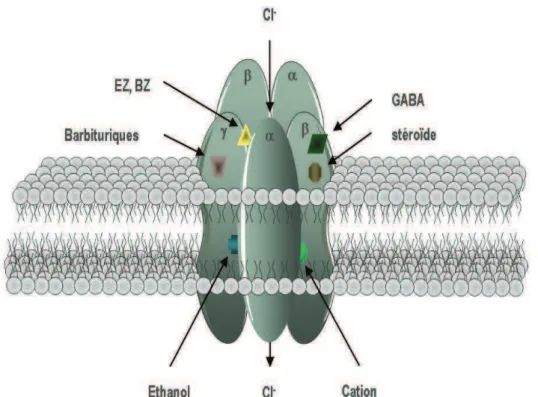 Figure  5 :  Représentation  schématique  du  complexe  macromoléculaire  R-GABA A /CBR/canal  chlore