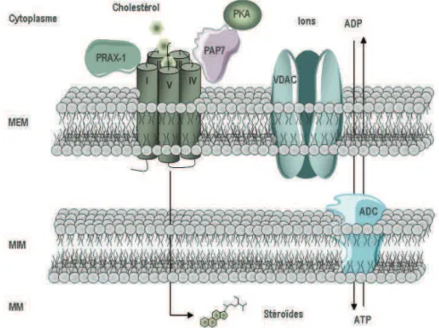 Figure  6 :  Représentation  schématique  du  TSPO.  Le  TSPO  est  une  protéine  à  5  domaines  transmembranaires (I-V), pouvant être associée à des protéines membranaires ou cytosoliques