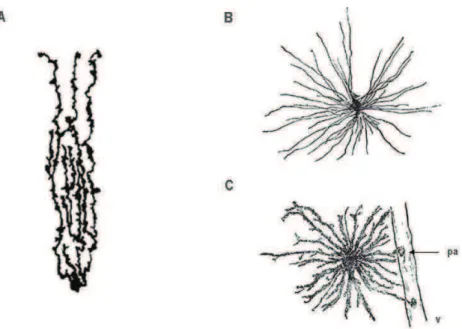 Figure 7 : Aspects des cellules astrogliales in vivo. A, cellules de Bergman - B, astrocytes fibrillaires  - C, astrocytes protoplasmiques présentant des pieds astrocytaires (pa) au contact d’un vaisseau (v)