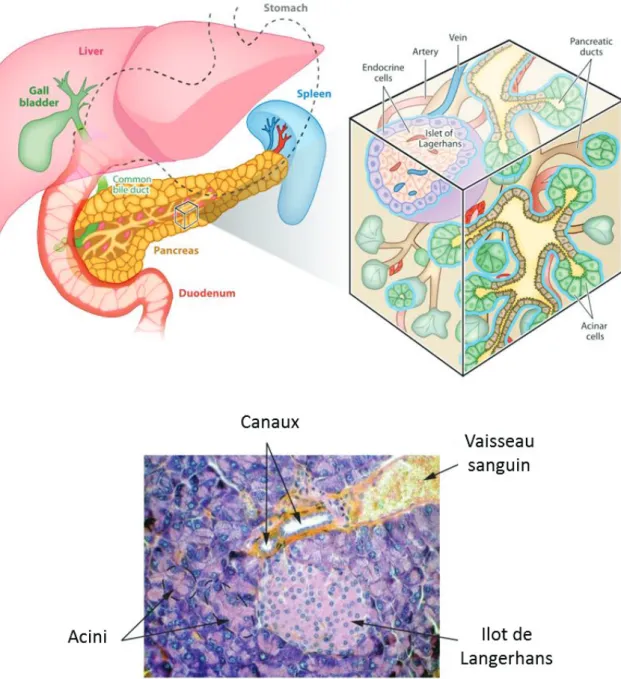 Figure 1 : Anatomie, structure et histologie du pancréas. En haut, un schéma de l’anatomie  du pancréas et de sa structure en 3D permet de mieux appréhender l’histologie du pancréas  présenté en bas