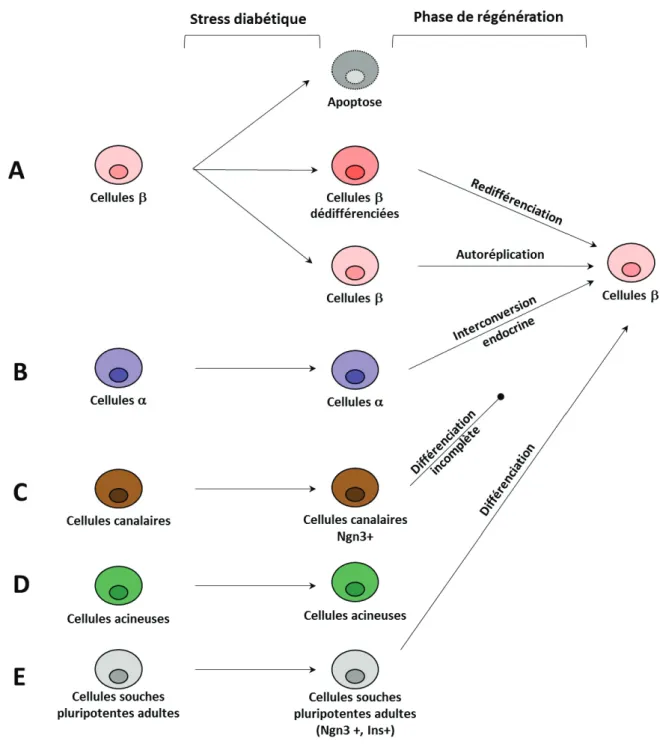 Figure 6 : Les différents mécanismes cellulaires de régénération du compartiment  endocrine
