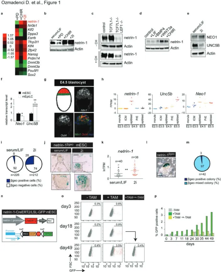 Figure 1. Netrin-1 signalling dynamics in pluripotent stem cells.  a, Dendogram depicts  netrin-1 and pluripotency factors transcript level in serum/LIF mESC supplemented with PD,  CHIR or both (2i)