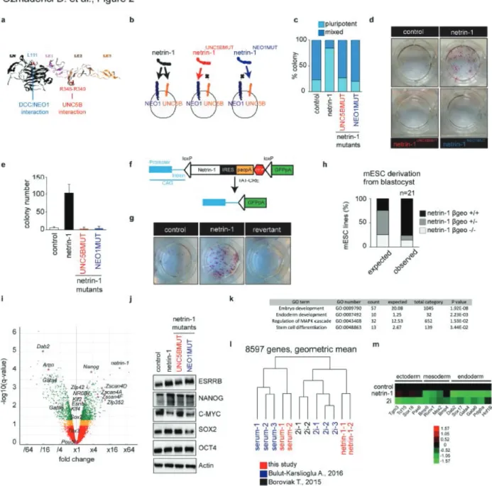 Figure 2. Netrin-1 confers specific pluripotency traits to mESC. a, Netrin-1 protein crystal  structure depicting residues and domains critical for the interaction with UNC5B and  DCC/neogenin