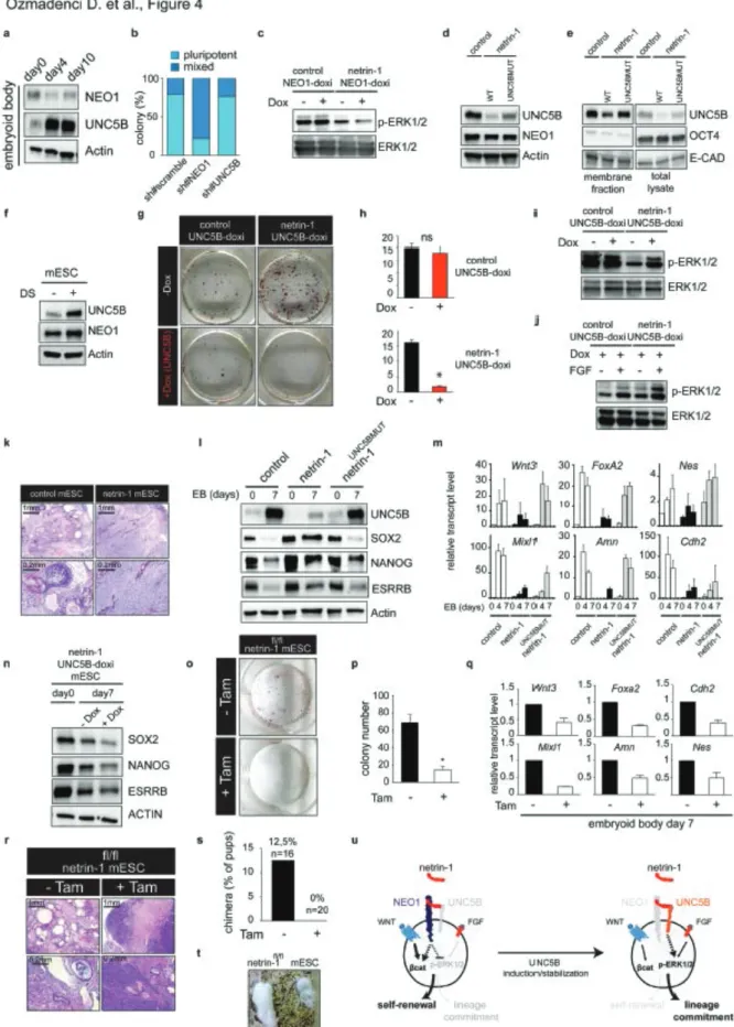 Figure 4. Netrin-1 exerts bipotent activities in mESC. a, Western blot for neogenin and  UNC5B is performed after 4 and 10 days of EB formation