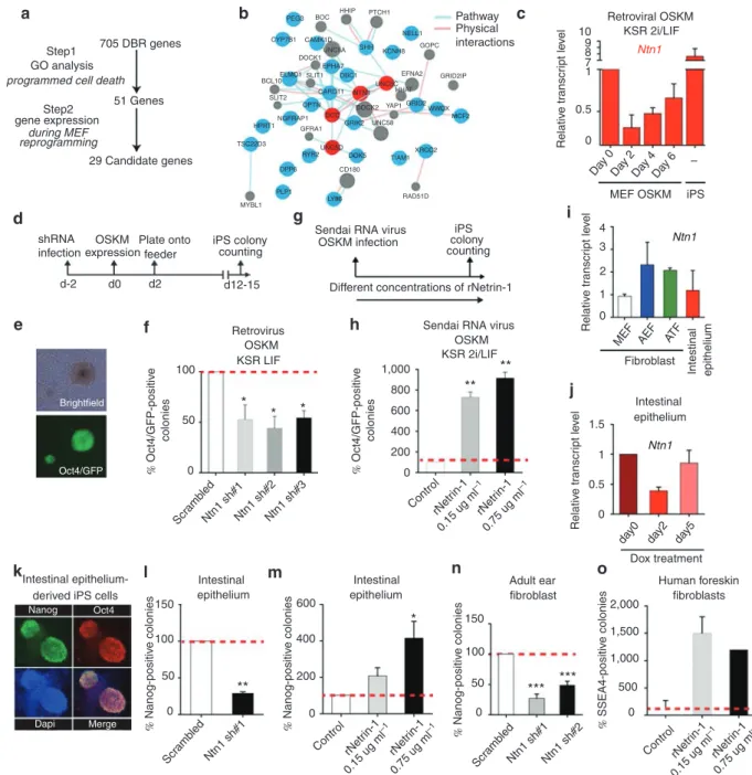Figure 1 | Netrin-1 level governs reprogramming. (a) Identiﬁcation of pluripotent reprogramming impediments