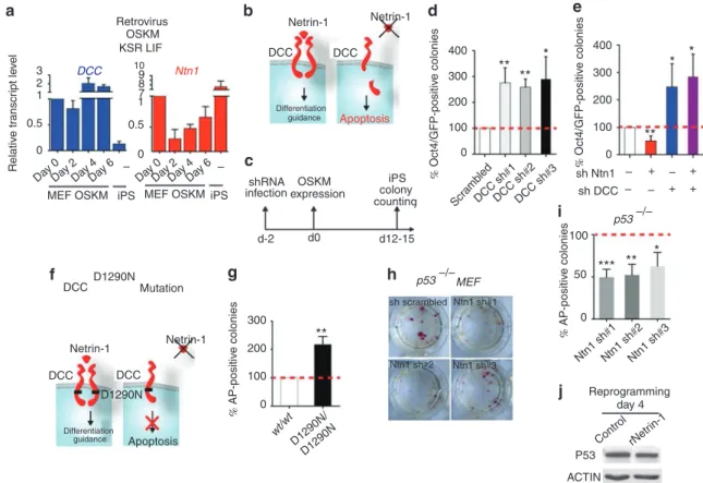 Figure 3 | DCC pro-apoptotic activity limits reprogramming occurrence. (a) DCC expression is maintained at the early stage of reprogramming.