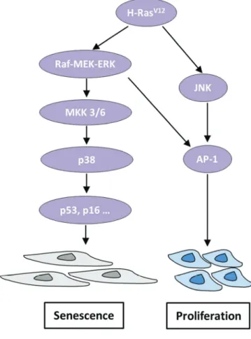 Figure 4. Regulation of senescence and proliferation by oncogenic Ras.   