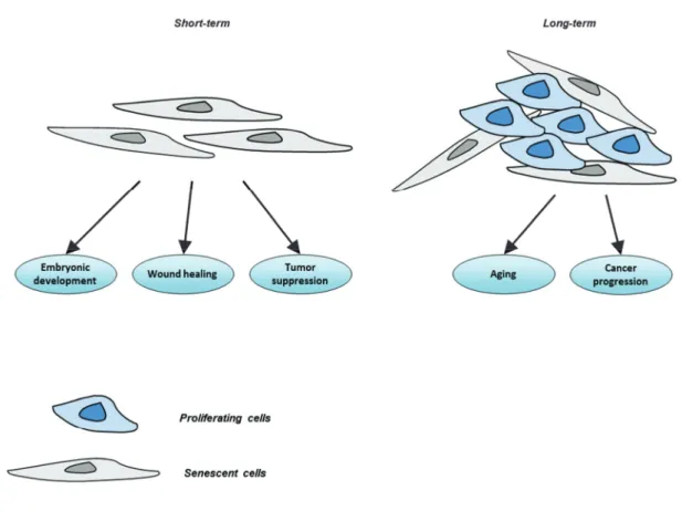 Figure 8. Pathophysiological effects of senescence. 