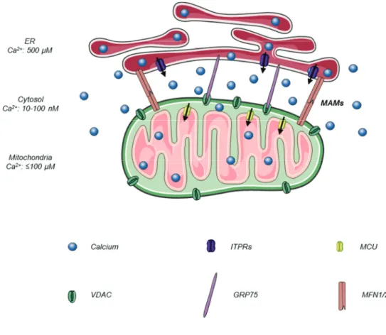Figure 9. Representation of MAMs proteins involved in ER-mitochondria calcium crosstalk