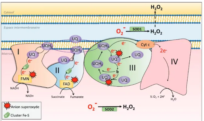 Figure 3 : Production de ROS mitochondriaux par l’ETC. 