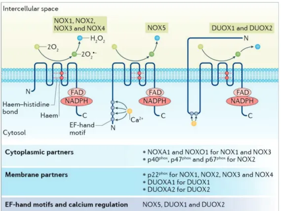 Figure 4 : Famille des NADPH oxydases. 