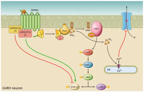 Fig  4. Kiss/GPR54 signaling in GnRH neurons. Kisspeptin (Kp) binds to the seven  transmembrane G q/11 -coupled receptor GPR54