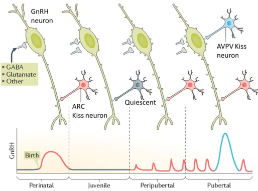 Fig 5 Postnatal development of GnRH- and Kiss neuronal network. GnRH secretion is high  during birth, before drastically dropping during juvenile stages