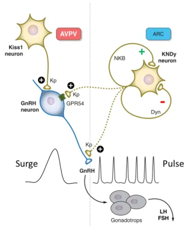 Fig.  6  A proposed mode of action of two Kiss neural populations in regulating GnRH  secretion