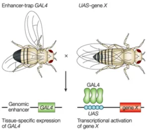 Fig.  10  The  Drosophila  Gal4-UAS system.  UAS (Upstream Activation Sequence) acts as an  enhancer for Gal4 (yeast transcriptional activation protein) to induce gene transcription