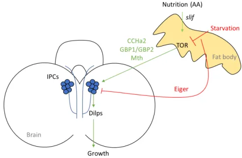 Fig. 13 The fat body acts as a nutritional relay to control growth through the IPCs in the  Drosophila larval brain