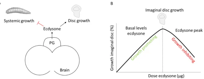Fig.  14  Differential growth regulatory function of ecdysone signaling .  (A)  Ecdysone is  produced from the prothoracic gland (PG) at basal levels during larval development that inhibits  systemic growth
