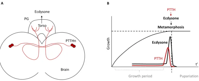 Fig. 16 PTTH signaling controls ecdysone production and times metamorphosis. (A) PTTH  neuropeptide is produced from two pairs of neurons located in the larval central brain (PTTHn)