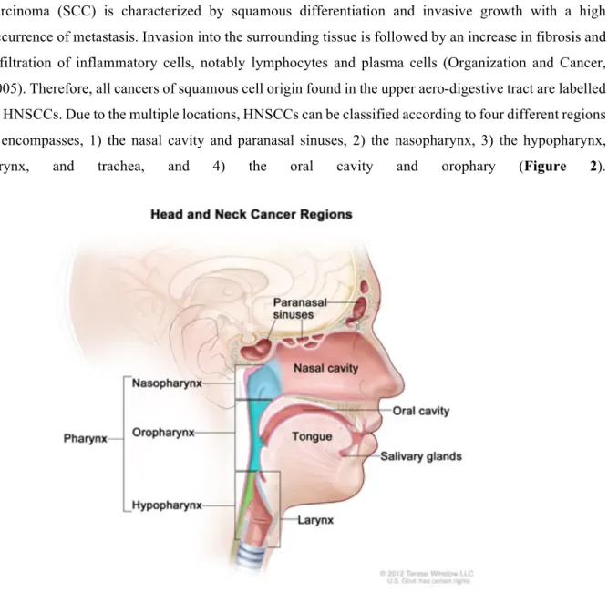Figure 2. Head and neck regions affected by the squamous cell carcinomas 