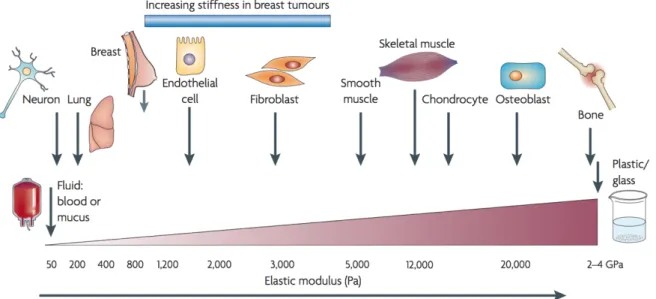 Figure 6. Difference in rigidity of various tissues measured in pascals, including tumor tissue 