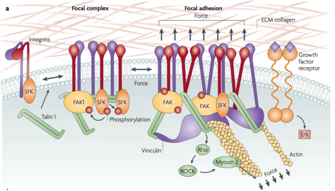 Figure 8. Schematic representation of mechanotransduction carried out by integrin activation 