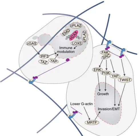 Figure 9. Different signaling pathways that are modified as a result of ECM stiffening 