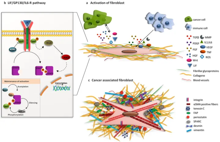 Figure 11. Various mechanisms of fibroblast activation 