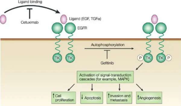 Figure 14.Cetuximab blocks the binding of EGF to its receptor and prevents its activation 