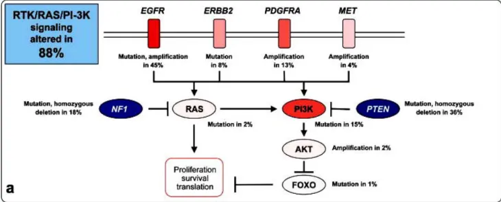 Figure  3  :  Altération  de  la  voie  de  signalisation  RTK/PI3K/AKT.  Les  récepteurs  des  facteurs  de  croissance  à  activité  tyrosine-kinase  (EGFR,  PDGFR)  sont  activés  suite  à  la  fixation de leurs ligands (EGF, TGF-α, PDGF) permettant le 