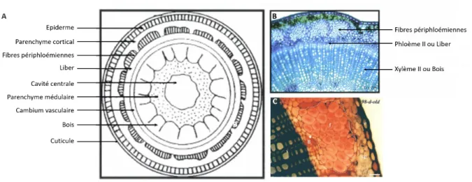Figure 5 : Organisation tissulaire d’une tige de lin. 