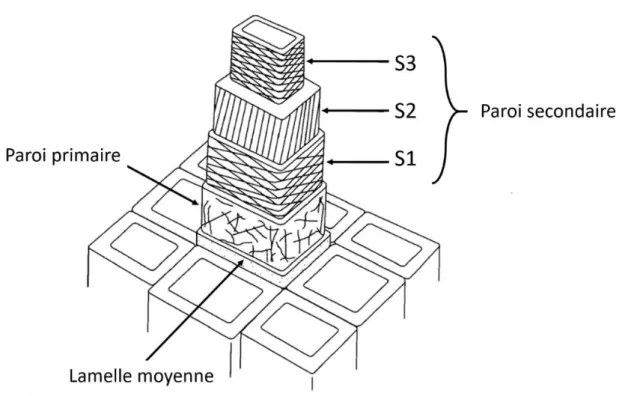 Figure 8 : Diagramme schématique de l'organisation de la paroi d'une cellule  xylémienne