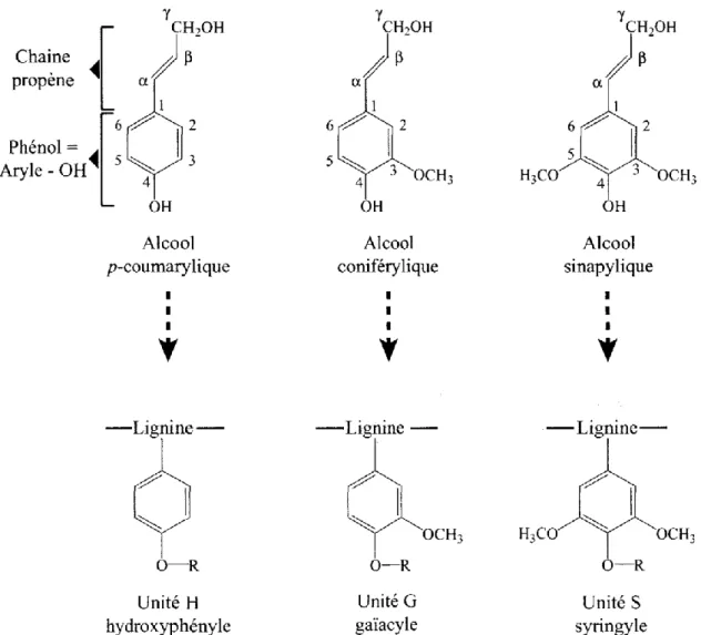 Figure 11 : Structure des trois alcools phénylpropénoïques et des sous-unités qui en  dérivent dans la lignine