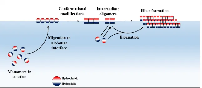 Fig. 17. Proposed simple model of in vitro Class I hydrophobin aggregation. 