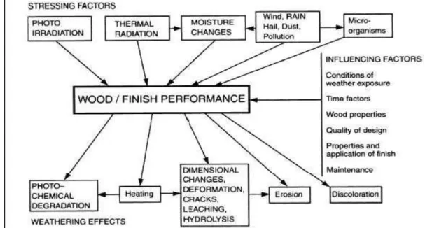 Figure 1. 17 : Schéma illustrant le processus de vieillissement des systèmes bois-finition   (Sell et Feist, 1986) 